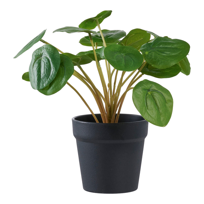 pilea