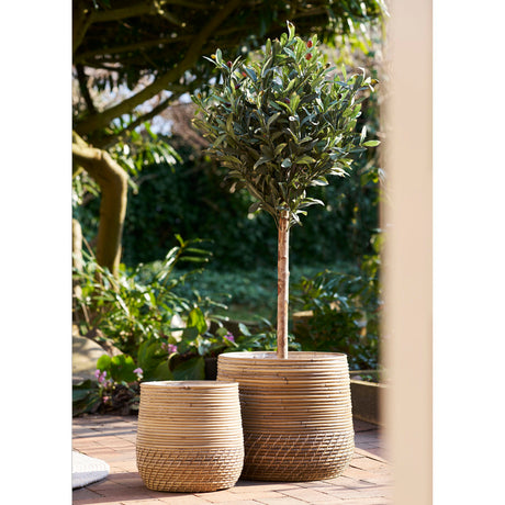 Moro koše