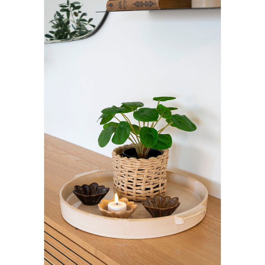 pilea