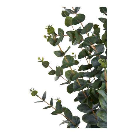 eukalyptus