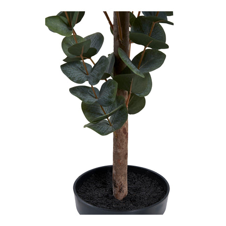 eukalyptus