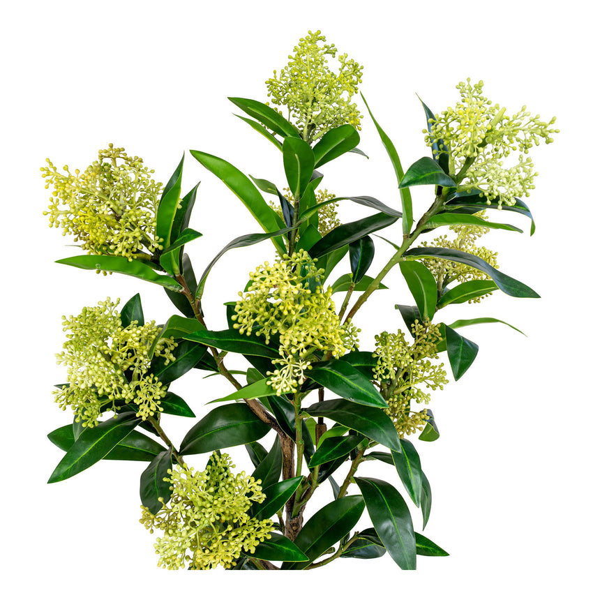 skimmia strom