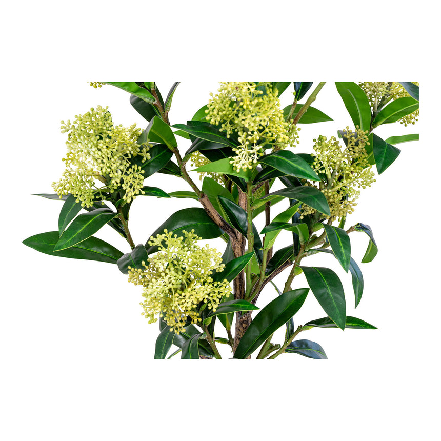 skimmia strom