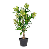 skimmia strom