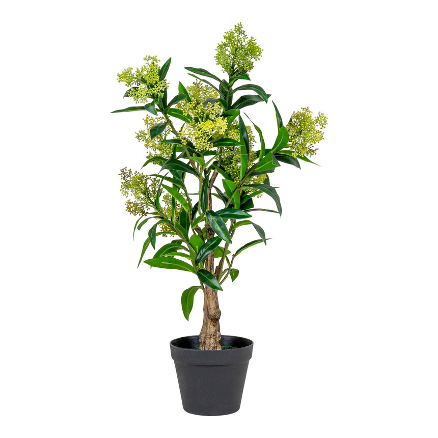 skimmia strom