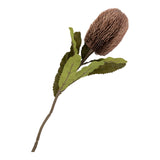 kytica kráľovského protea II.